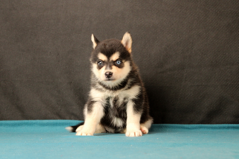 puppy, for, sale, Pomsky, Matthew B. Stoltzfus, dog, breeder, Gap, PA, dog-breeder, puppy-for-sale, forsale, nearby, find, puppyfind, locator, puppylocator, aca